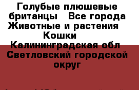 Голубые плюшевые британцы - Все города Животные и растения » Кошки   . Калининградская обл.,Светловский городской округ 